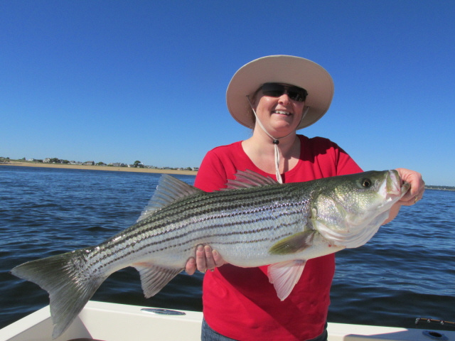 Nora's striper 8-24-13